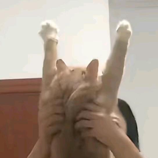 抽象界玛卡巴卡头像