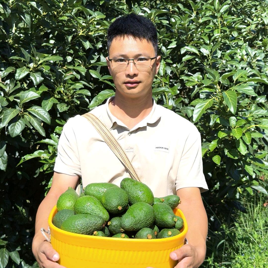 国光小刘🥑牛油果