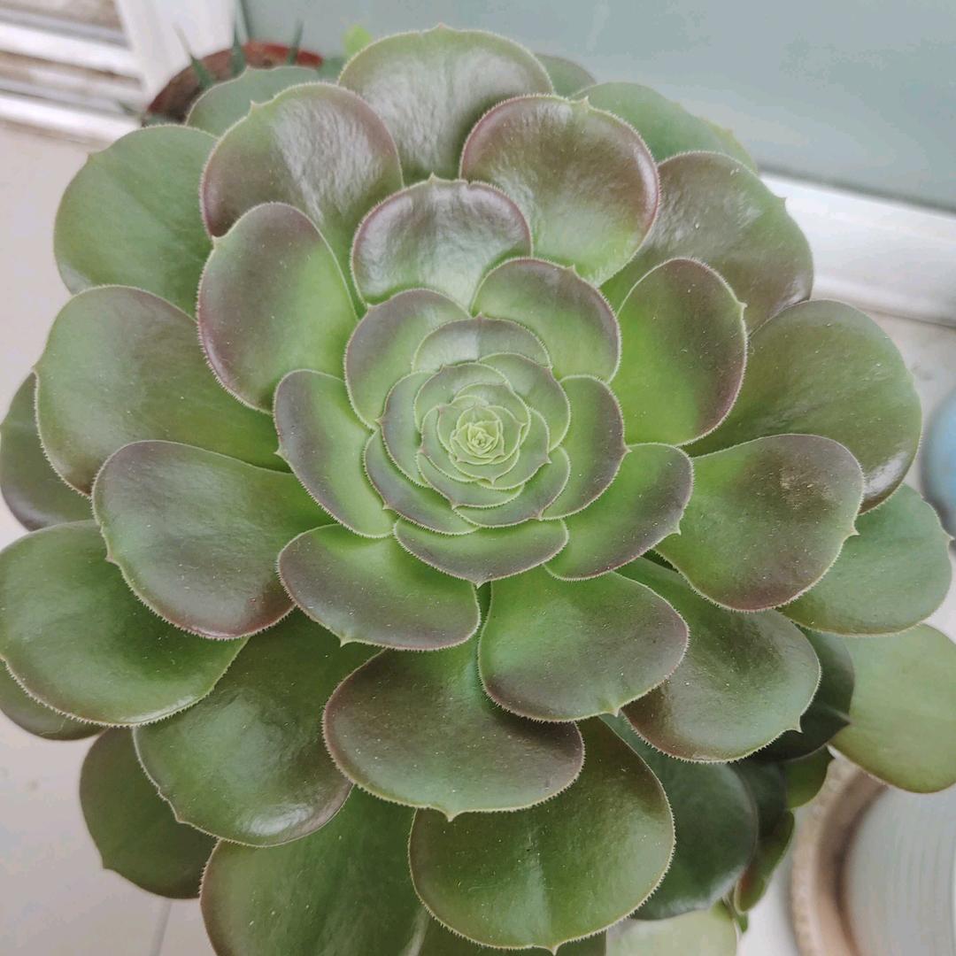 @🌙月亮姐姐🌹