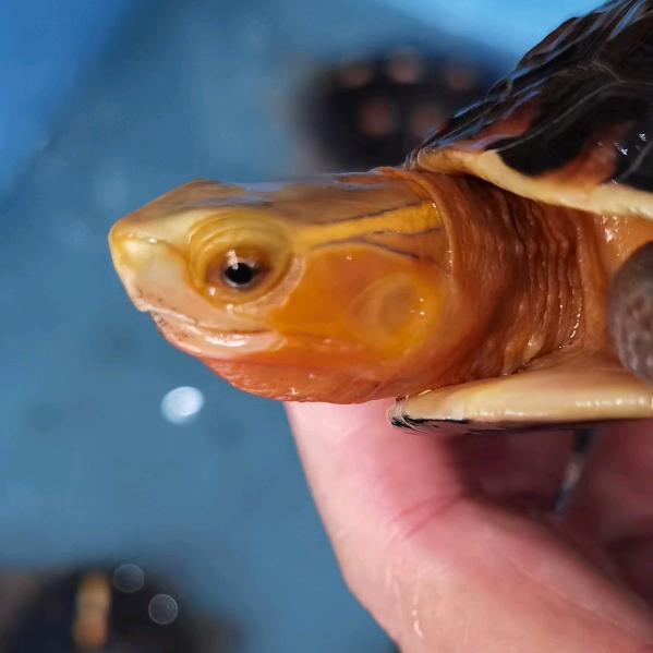 命脉龟宠饲养基地：应晓