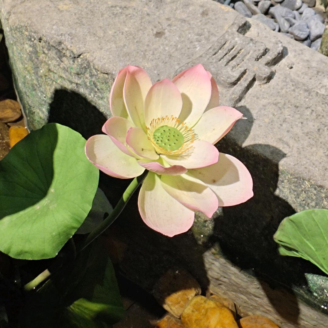 ❤️花开富贵❤️