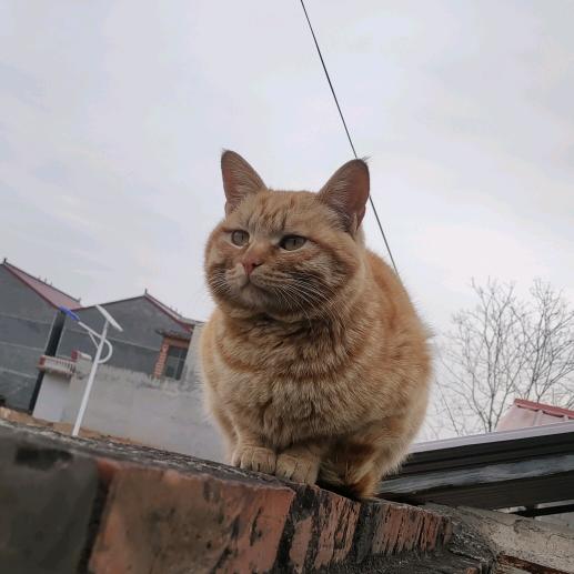 土橘猫猫