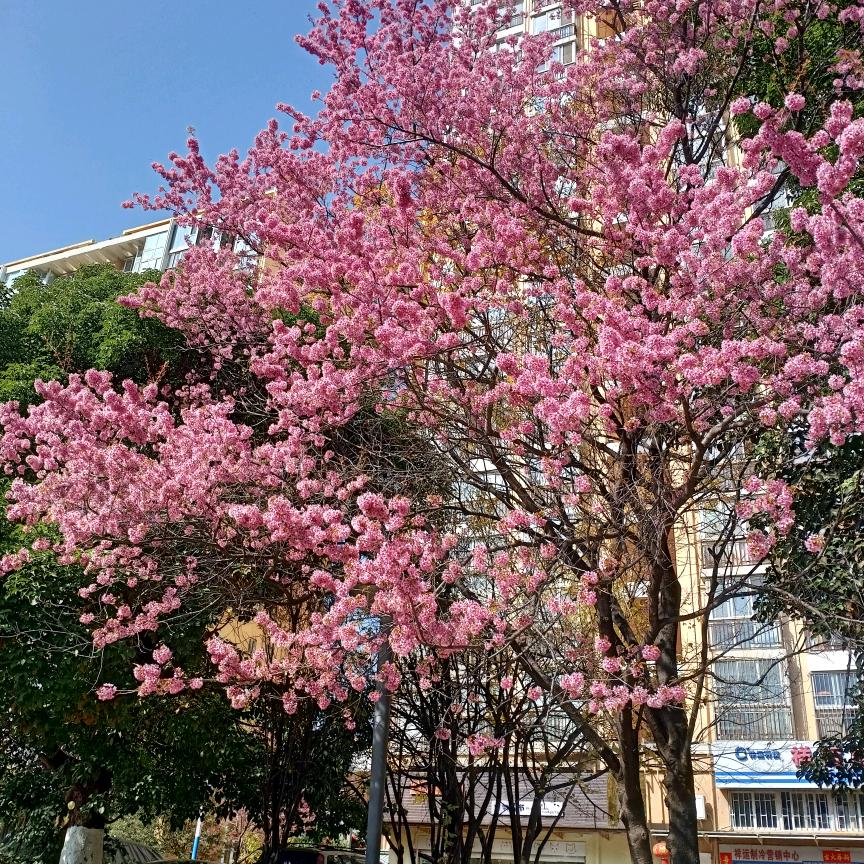 开心果