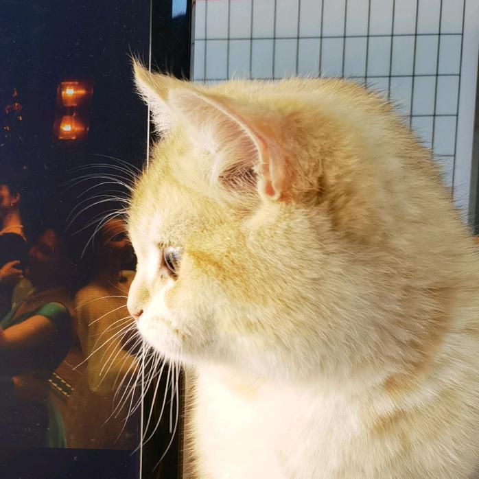 多米爱吃鸡胸肉