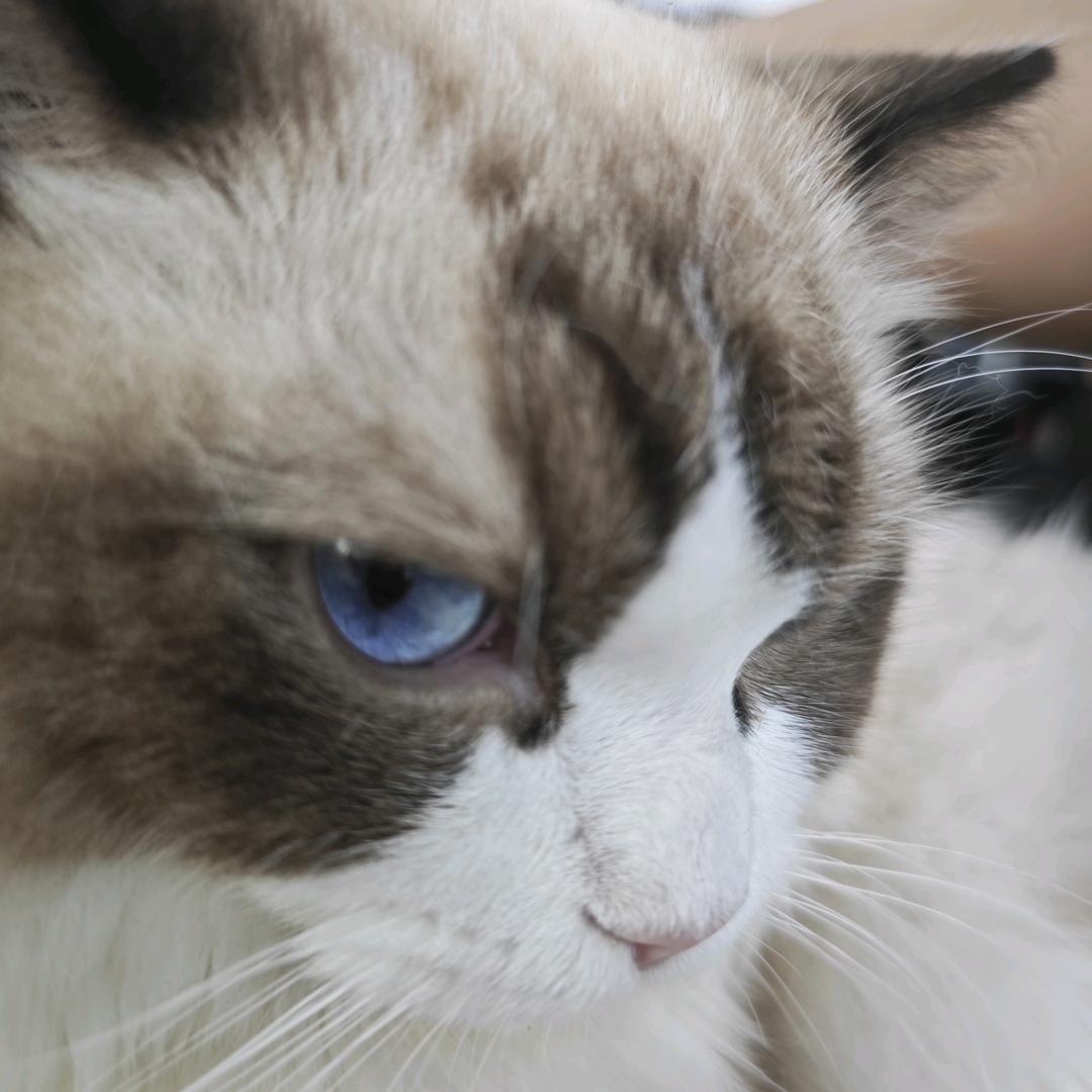 喜欢跑步的一只猫