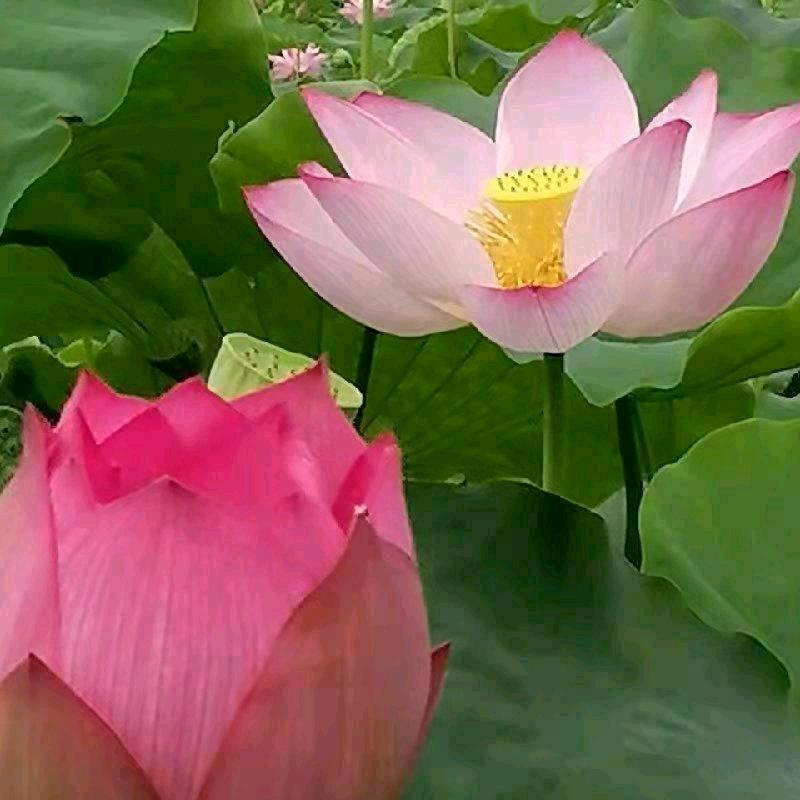 小燕