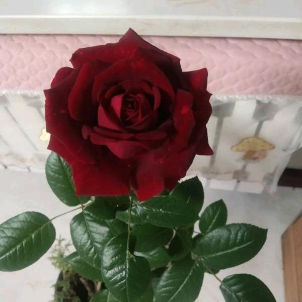 老嫂子爱养花（早点7:00）直播