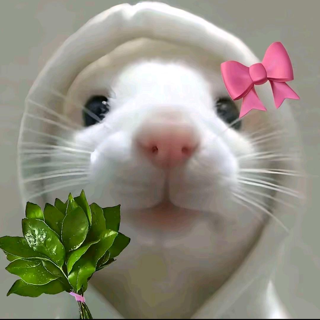 许我耀眼的兵