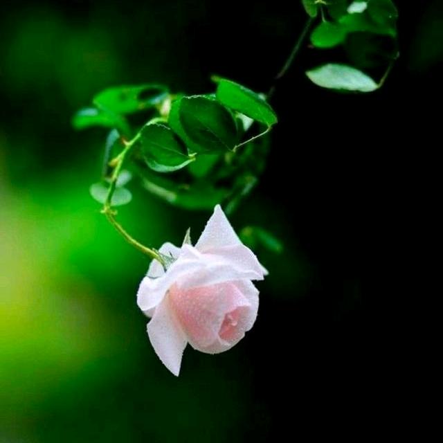 半疯半醉半迷糊