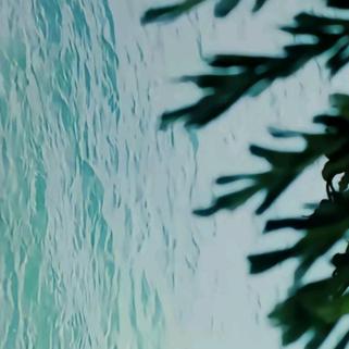 🌴🌴