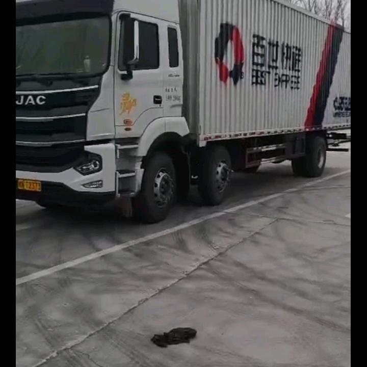 豫夏中亚牧羊犬，忠诚护卫犬