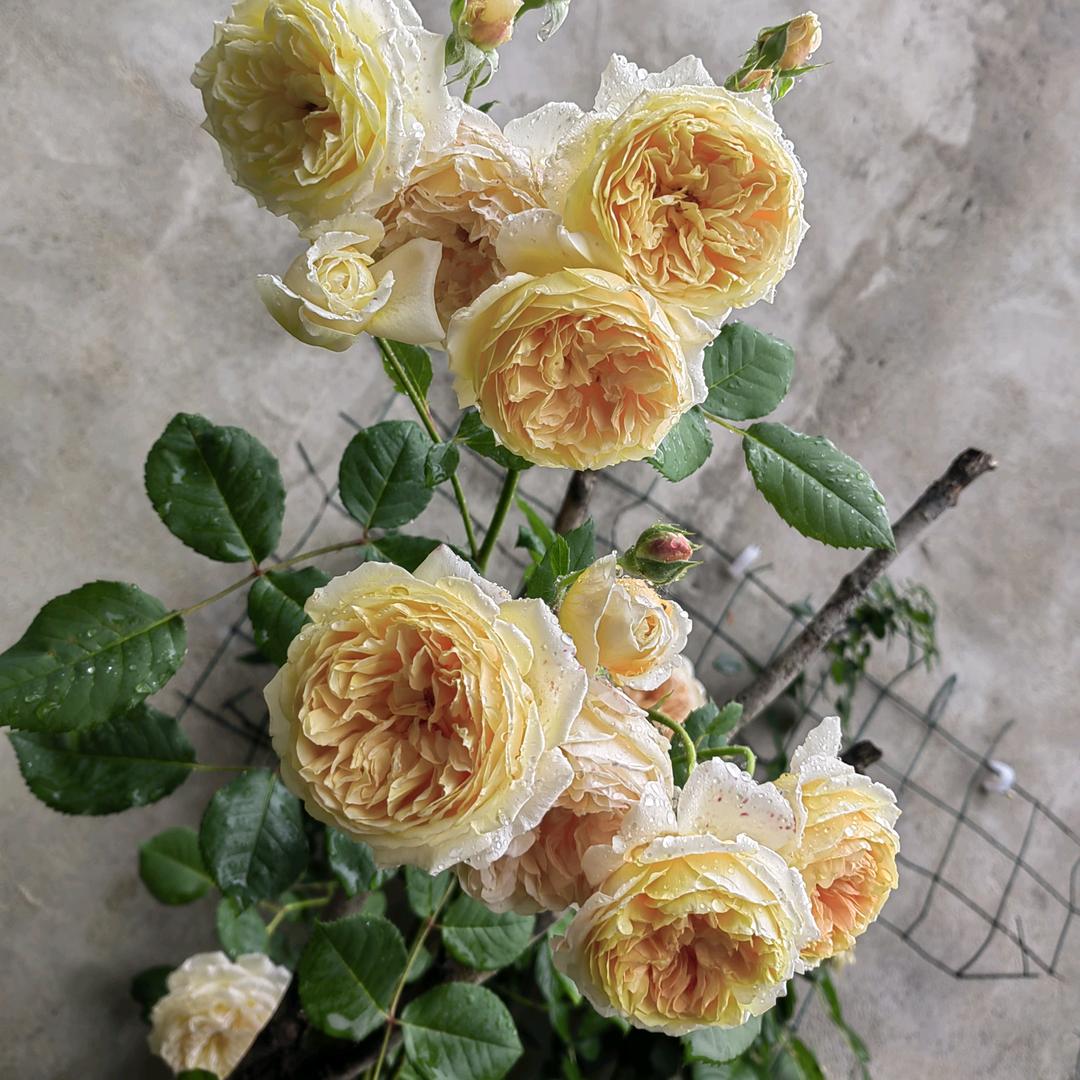 🌈不忘初心🍀