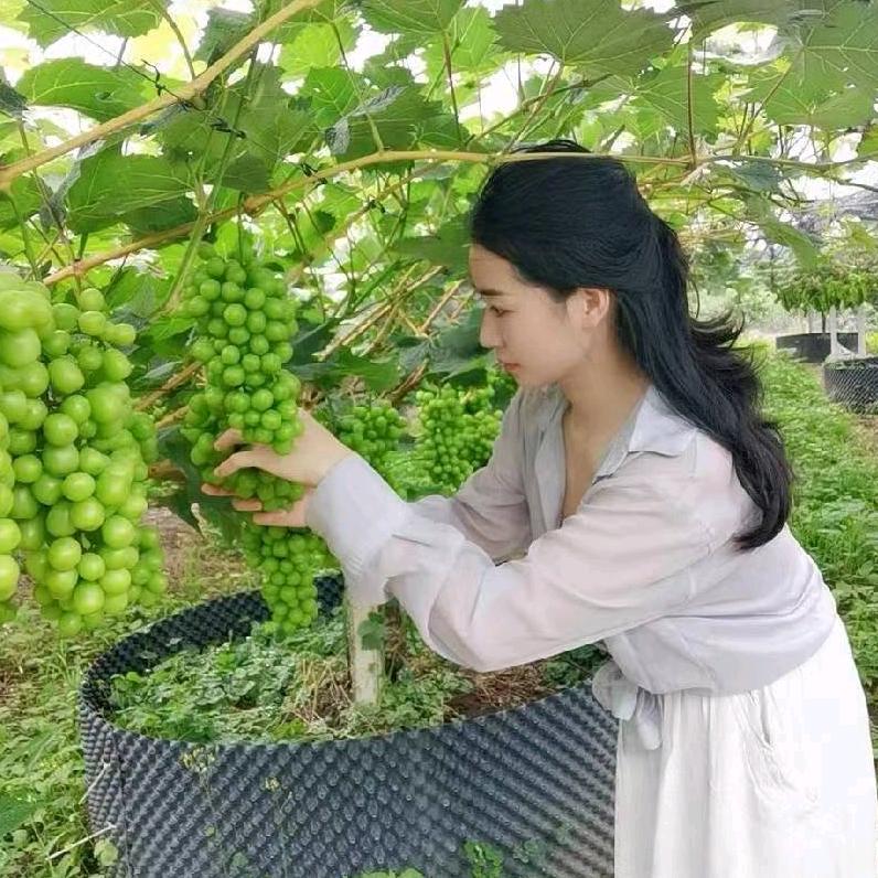 刘小妹水果甄选的头像