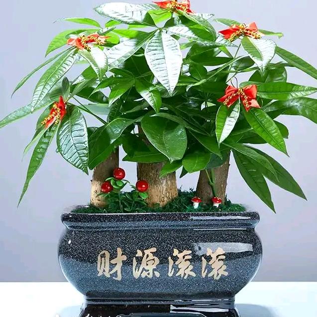 @庆哥☘️☘️