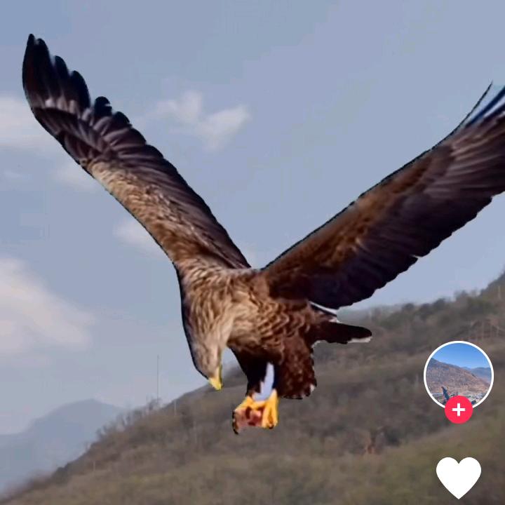 自由自在🦅🦅🦅