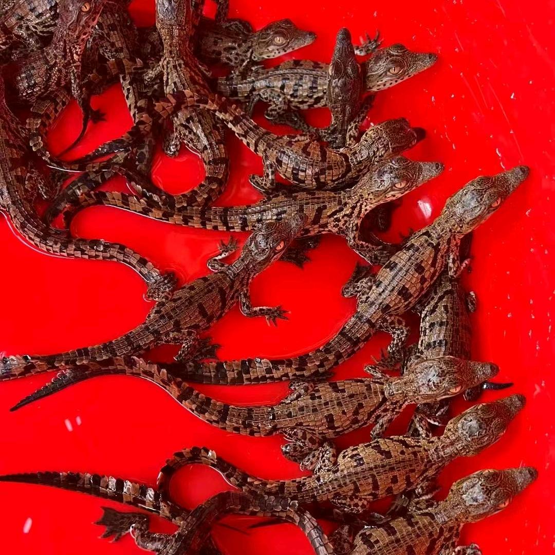 瀚海鳄鱼
