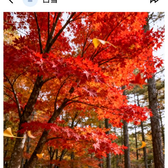 藏在风里