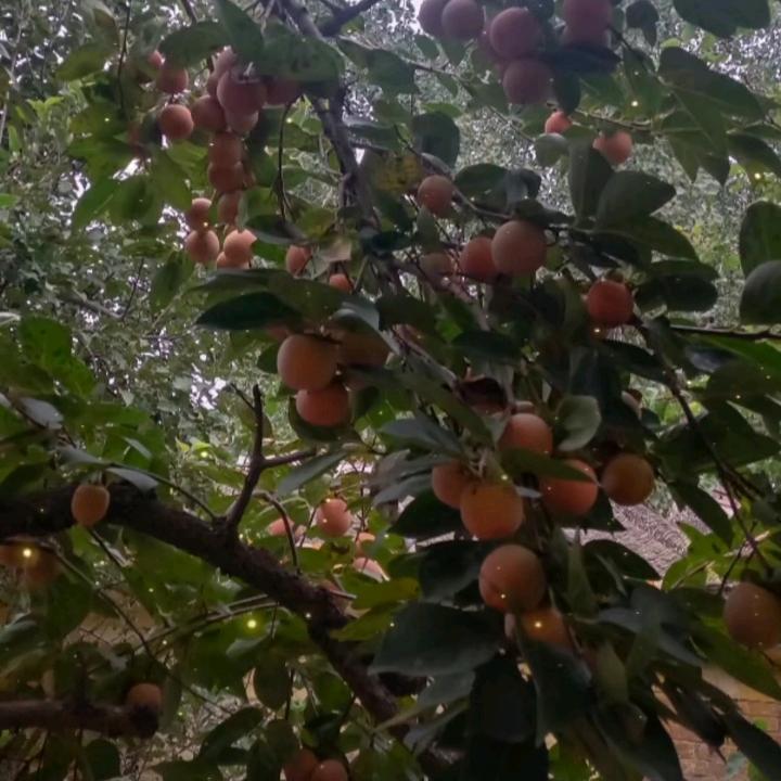 明珠出土3279