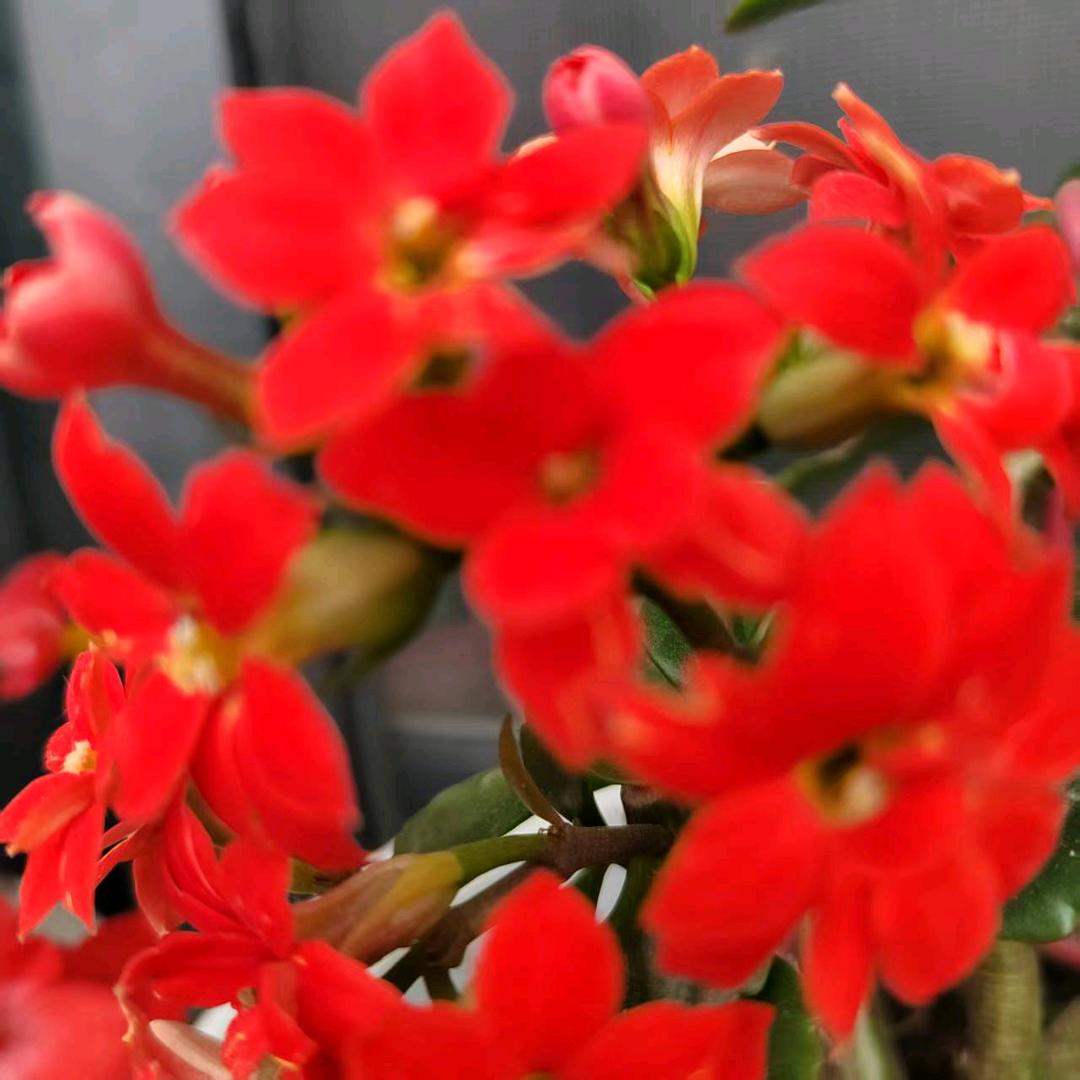 2019起，长寿花