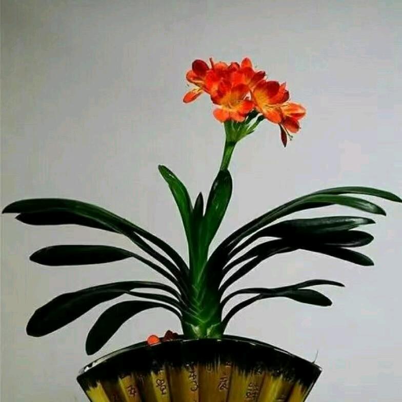 黄俊豪