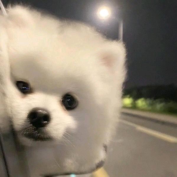 明早吃葱花饼