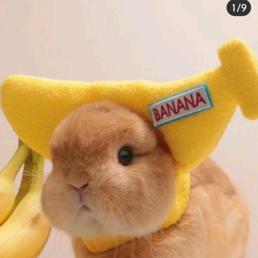 不爱胡萝卜的兔子