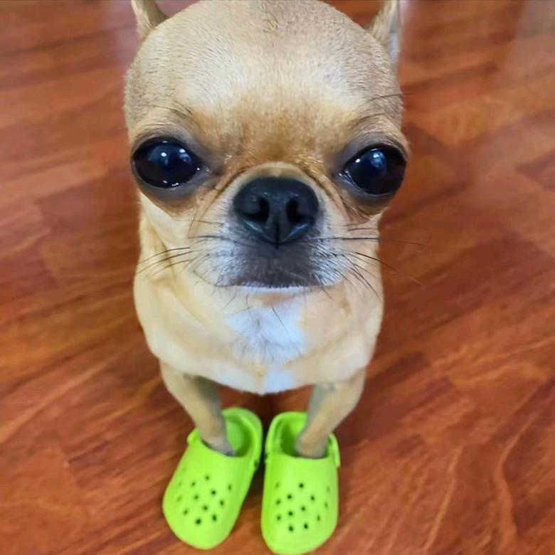 吉娃娃