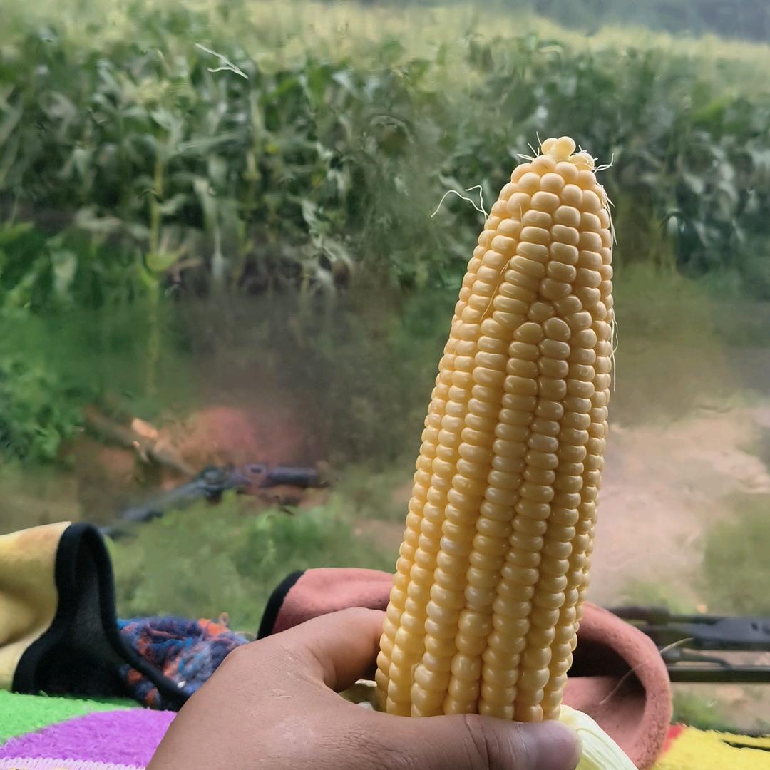 宜良浩星蔬菜收购