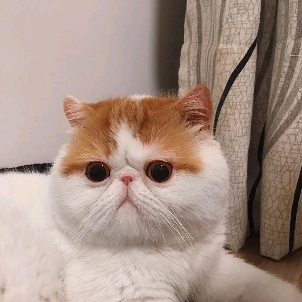 猫哥