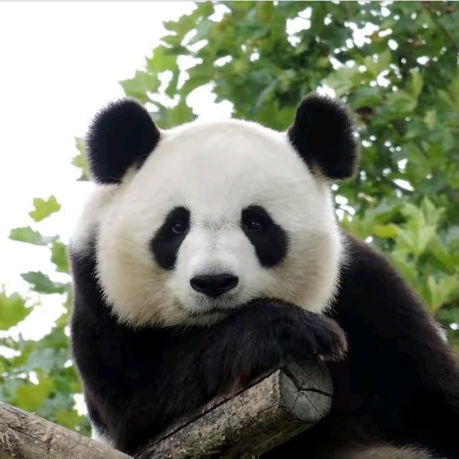 熊猫🐼（七仔）