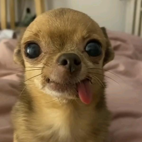 半扇猪肉在此