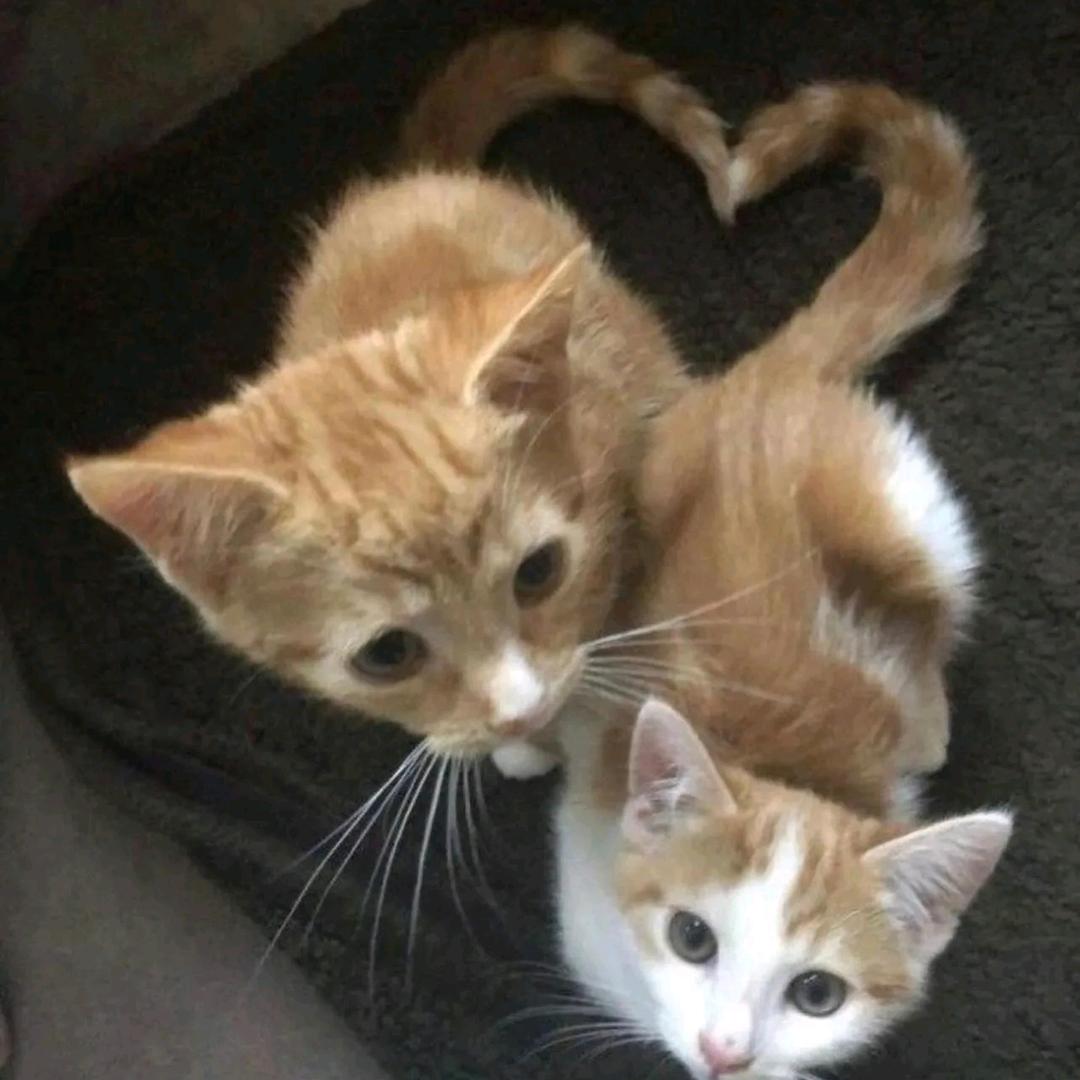 Krazie（枪火天使版）