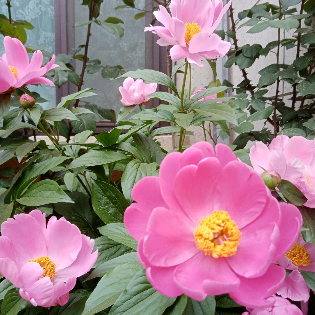 🌹平安是福🌹