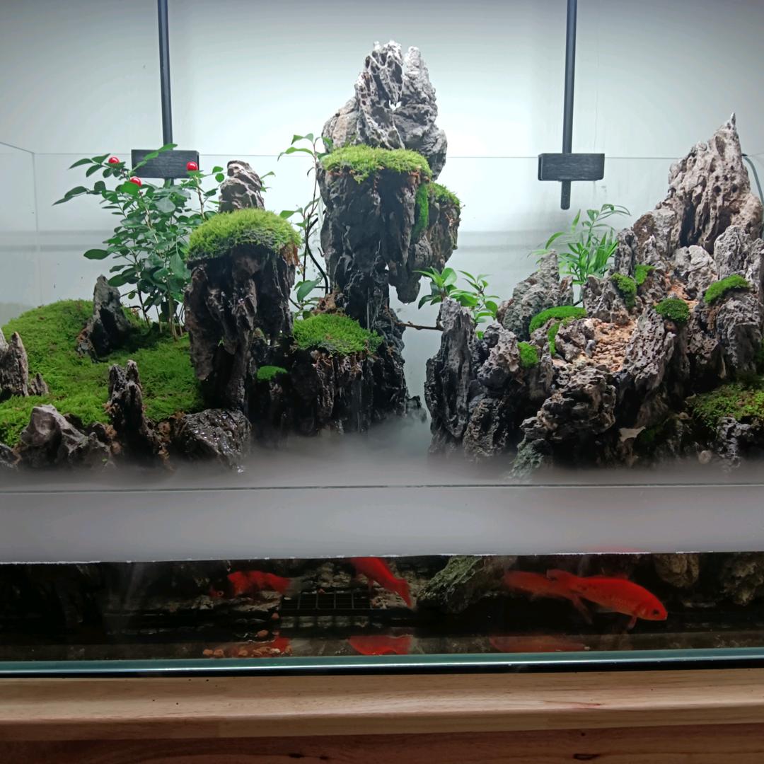 宇霖水陆缸造景