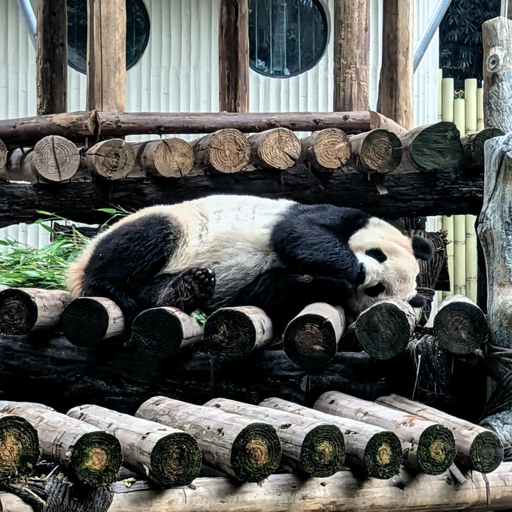 小潘来了