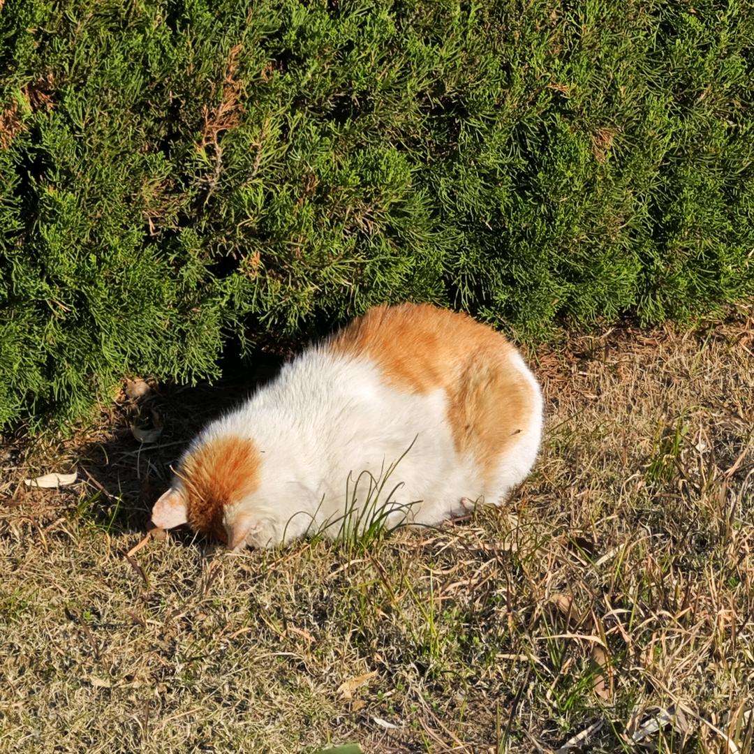 摆烂小猫