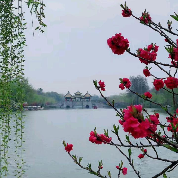 蓝珊瑚