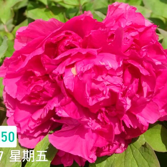 更年期撞上青春期