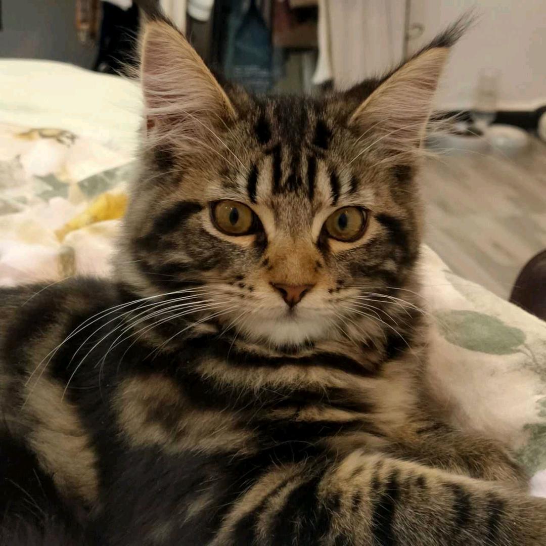 Von