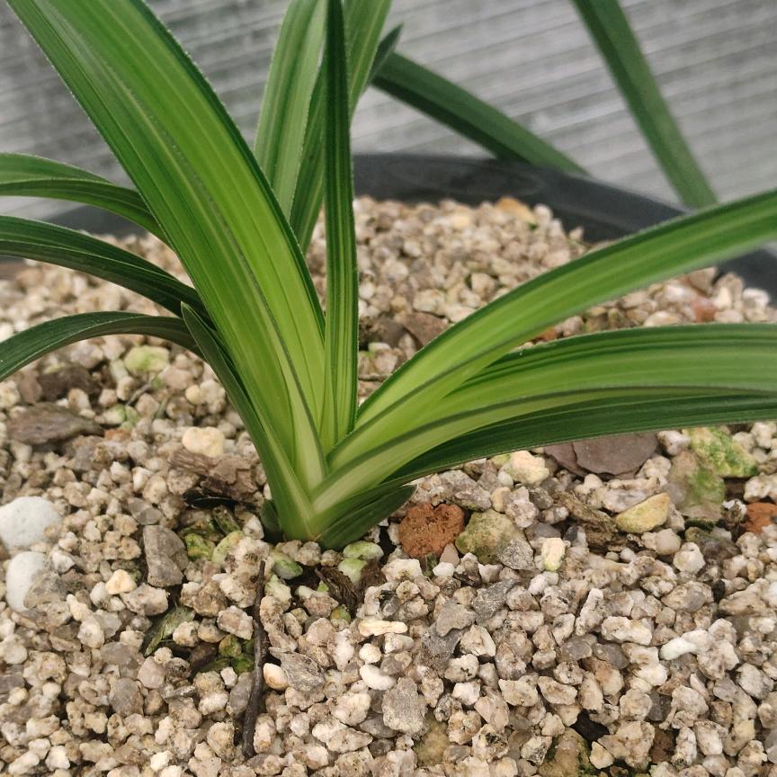 风声水起