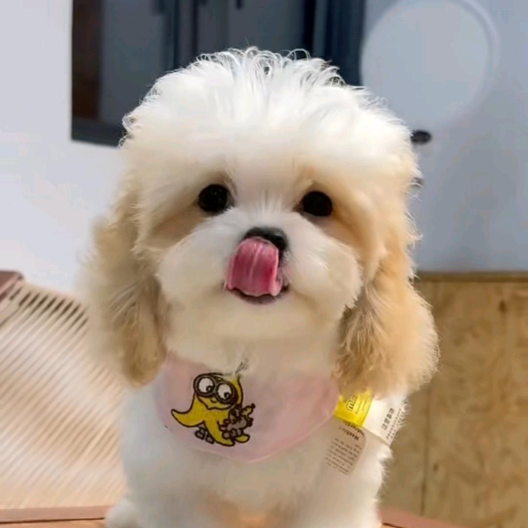 雲主播（萌宠直播）