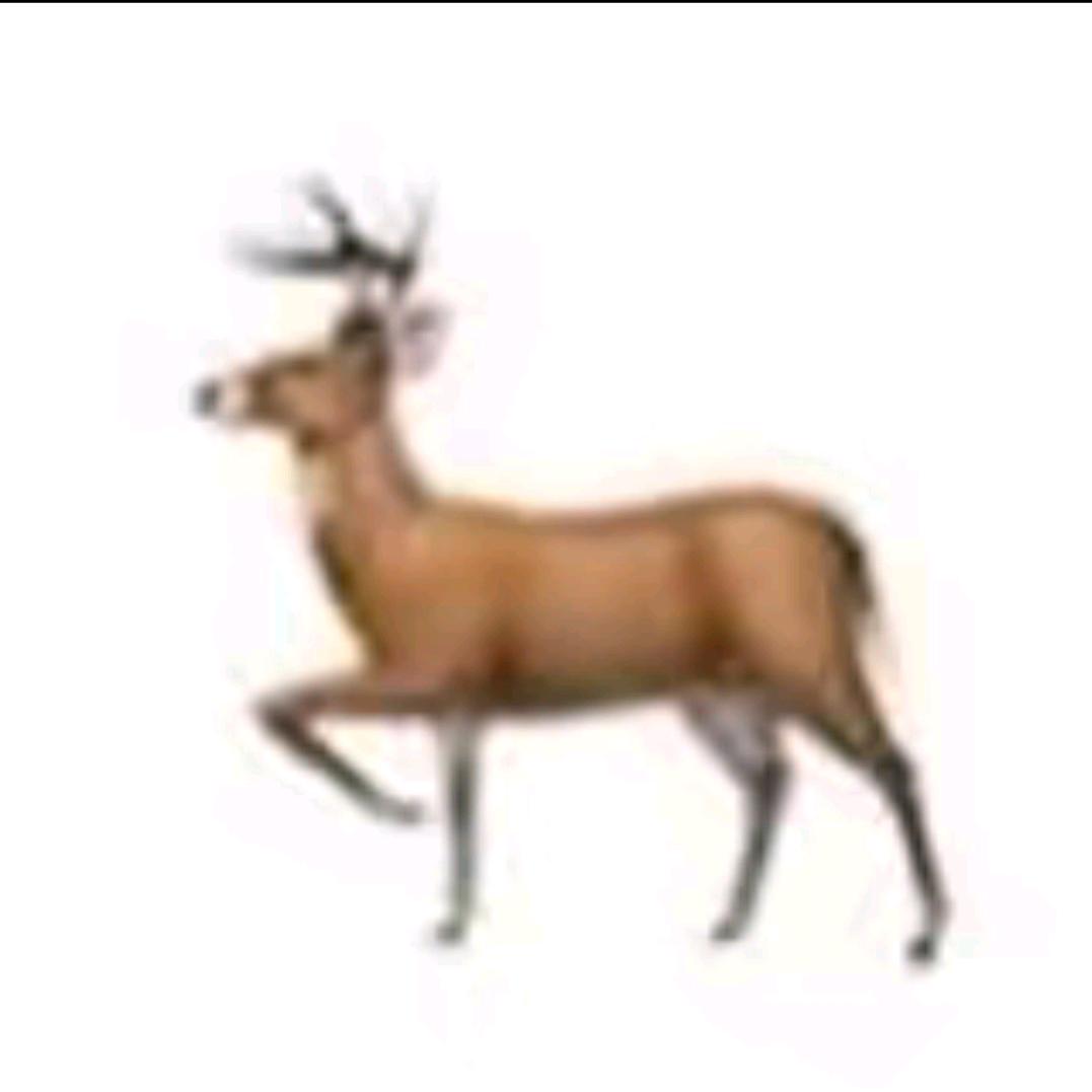 🦌