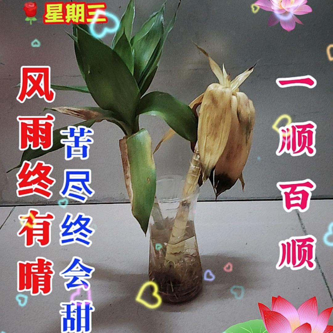 忘🧚‍♂️记🧚‍♂️过🧚‍♂️去