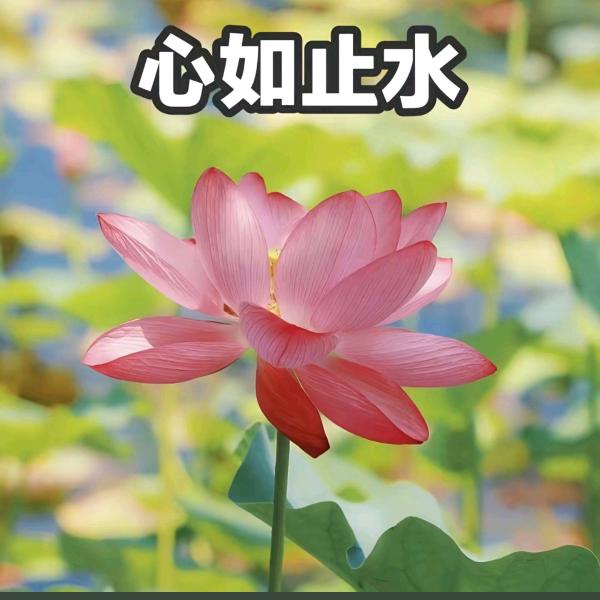 云淡风轻4462