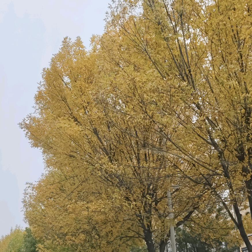 人生若只如初见