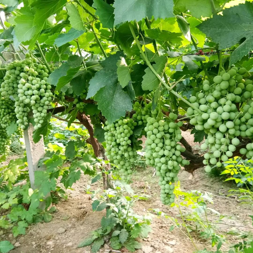 泗洲防果神器