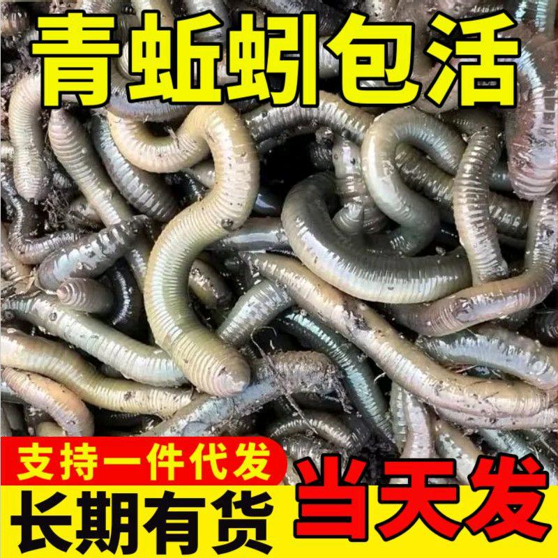 犇犇户外青蚯蚓
