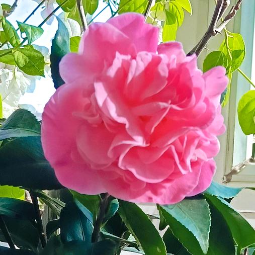 璟溪(｢･ω･)｢嘿