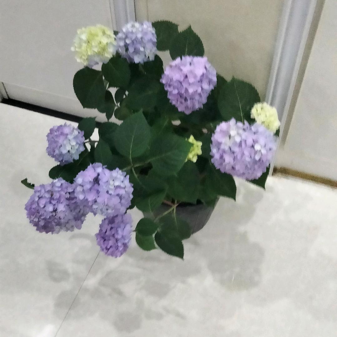 风华雪夜