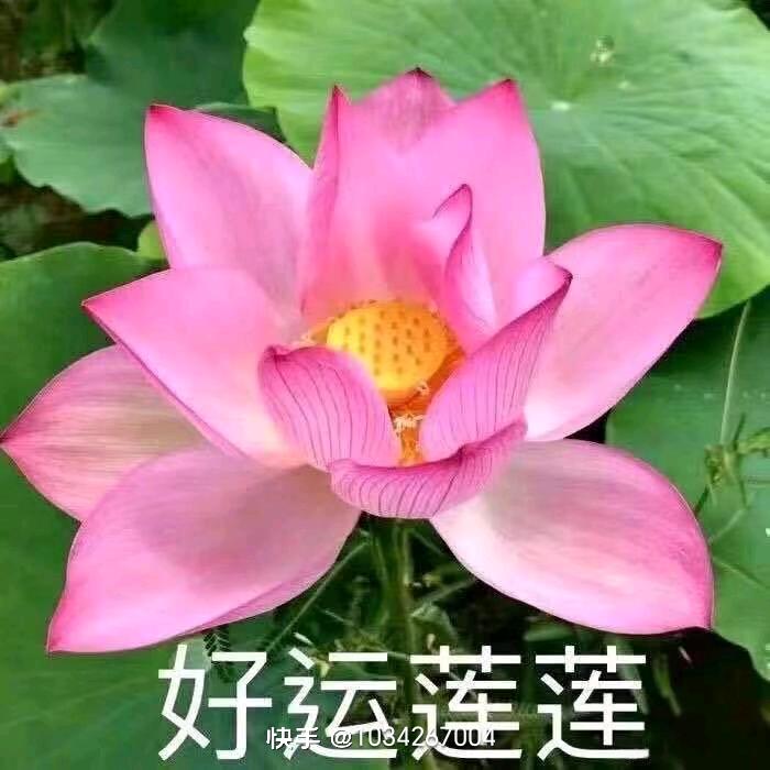 已不玩号